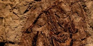 Primer fósil de dinosaurio vinculado al asteroide que causó su extinción.