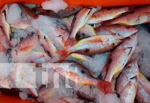 Conozca la historia de un emprendedor de Carazo que se dedica a la pesca Conozca la historia de un emprendedor de Carazo que se dedica a la pesca