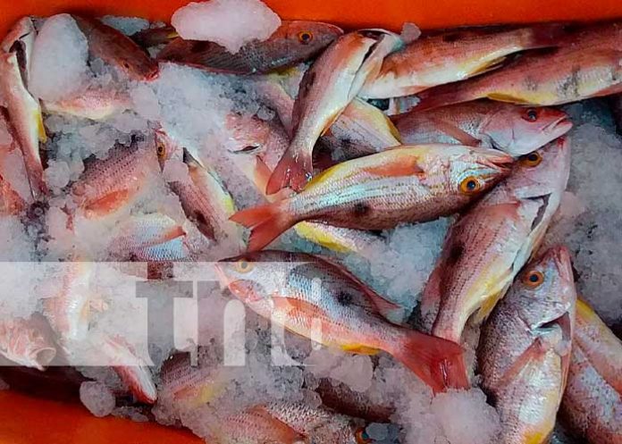 Conozca la historia de un emprendedor de Carazo que se dedica a la pesca