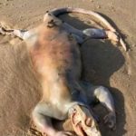 ¡Uy! Extraña criatura es encontrada en playa de Australia ¡VIDEO! Extraña criatura en playas de Australia