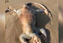 ¡Uy! Extraña criatura es encontrada en playa de Australia ¡VIDEO! Extraña criatura en playas de Australia