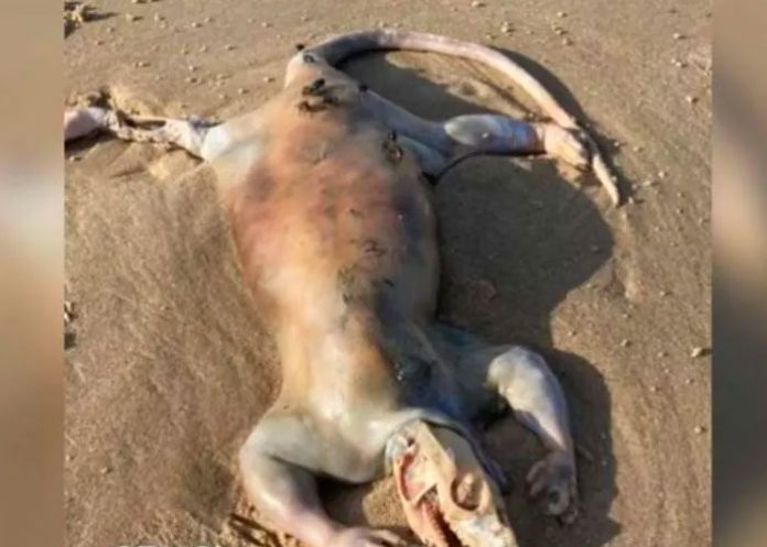 Extraña criatura en playas de Australia