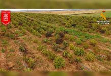 España: Desmantelan la mayor plantación de marihuana de toda Europa