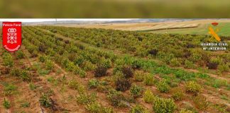 España: Desmantelan la mayor plantación de marihuana de toda Europa