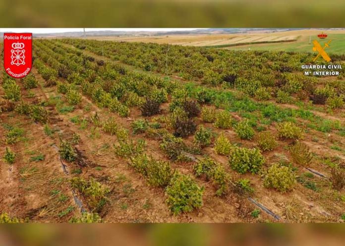 España: Desmantelan la mayor plantación de marihuana de toda Europa