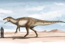 Descubren restos de los últimos dinosaurios carnívoros en Argentina Descubren restos de los últimos dinosaurios carnívoros en Argentina