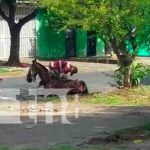 Video: Sujeto a fuerza busca que caballo se levante en Managua Nuevo video de maltrato a un caballo causa indignación