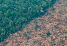 ¡Devastador! La minería ilegal en la Amazonía aumentó un 495 % ¡Devastador! La minería ilegal en la Amazonía aumentó un 495 %