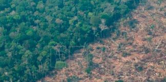 ¡Devastador! La minería ilegal en la Amazonía aumentó un 495 %