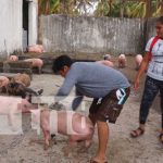 Bonos productivos de cerdos para Rivas