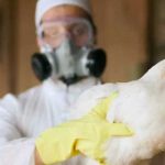 China registra el primer caso de gripe aviar H3N8 en humanos