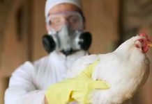 China registra el primer caso de gripe aviar H3N8 en humanos China registra el primer caso de gripe aviar H3N8 en humanos
