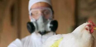 China registra el primer caso de gripe aviar H3N8 en humanos