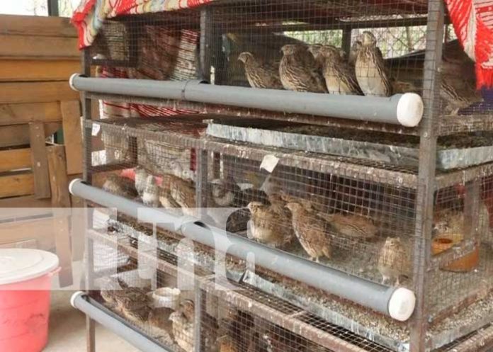 Crianza de codornices desde Pueblo Nuevo, Estelí