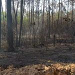Cuba combate incendio forestal que afecta 150 hectáreas de pinos Cuba combate incendio forestal que afecta 150 hectáreas de pinos