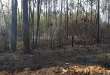 Cuba combate incendio forestal que afecta 150 hectáreas de pinos Cuba combate incendio forestal que afecta 150 hectáreas de pinos