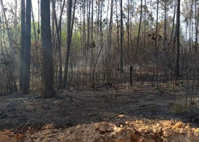 cuba-incendio- Cuba combate incendio forestal que afecta 150 hectáreas de pinos