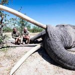 Pagó 50 mil dólares para matar al elefante tusker, el más grande de Botswana Pagó 50 mil dólares para matar al elefante tusker, el más grande de Botswana