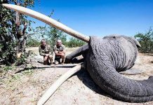 Pagó 50 mil dólares para matar al elefante tusker, el más grande de Botswana