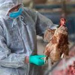 ¡Alerta! Estados Unidos registra primer caso de gripe aviar en humanos