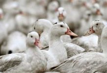 ¡Se expande! Detectan gripe aviar en patos en otra granja de Indiana ¡Se expande! Detectan gripe aviar en patos en otra granja de Indiana