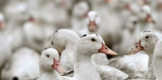¡Se expande! Detectan gripe aviar en patos en otra granja de Indiana