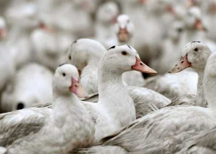 indiana2 ¡Se expande! Detectan gripe aviar en patos en otra granja de Indiana