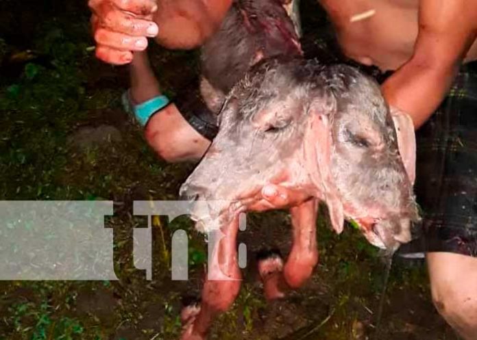 ¡Atracción turística en Juigalpa! Museo recibe el ternero con dos cabezas