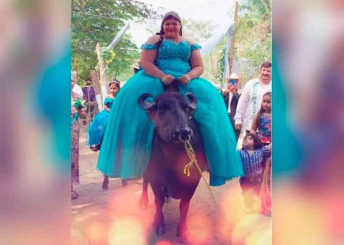 ¡Si no es así no quiero nada! Quinceañera llega a su fiesta en un búfalo