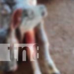 ¡Espeluznante! Nacimiento de ternera con dos cabeza en Nueva Guinea