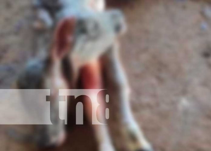 ¡Espeluznante! Nacimiento de ternera con dos cabeza en Nueva Guinea