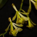 Descubren seis nuevas especies de orquídeas en la selva de Perú Descubren seis nuevas especies de orquídeas en la selva de Perú