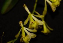 Descubren seis nuevas especies de orquídeas en la selva de Perú