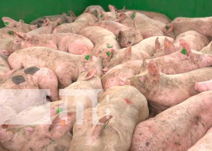 Entrega de bonos porcinos en Altagracia, Isla de Ometepe