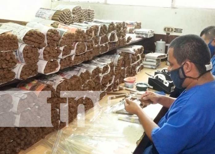 reo-esteli-3 Fábrica de puros en Estelí con reos en la parte operativa