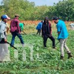 Cultivo de sorgo en Nicaragua