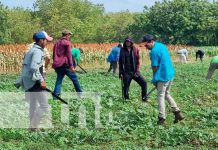 Adelante, El Encanto del Modelo (Por: Fabrizio Casari) Cultivo de sorgo en Nicaragua