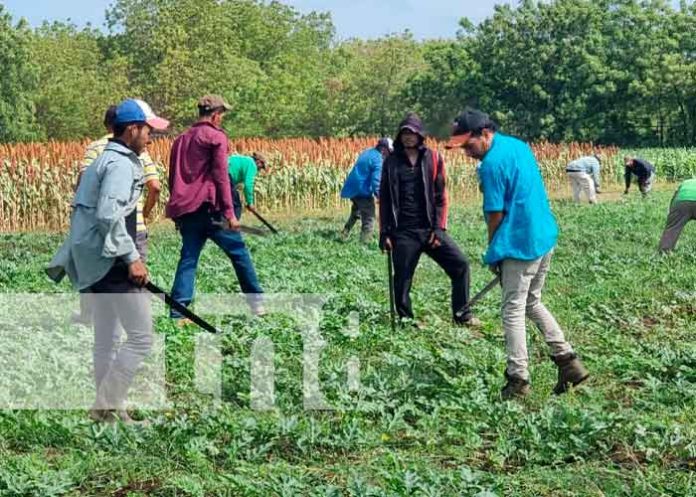 sorgo-nicaragua-001 Cultivo de sorgo en Nicaragua