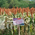 Cultivo de sorgo en Nicaragua