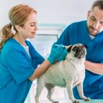 30 de abril: Día Mundial del Veterinario 30 de abril: Día Mundial del Veterinario