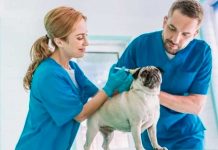 30 de abril: Día Mundial del Veterinario