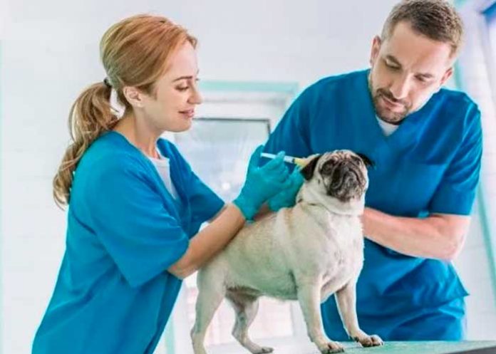 30 de abril: Día Mundial del Veterinario
