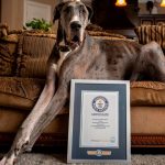 El perro más grande del mundo se encuentra en Texas El perro más grande del mundo se encuentra en Texas y se llama Zeus