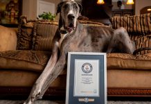 El perro más grande del mundo se encuentra en Texas El perro más grande del mundo se encuentra en Texas y se llama Zeus
