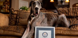 El perro más grande del mundo se encuentra en Texas y se llama Zeus