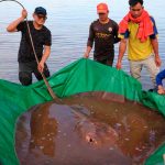 Raya de 4 metros de largo es capturada por pescadores en Camboya Raya de 4 metros de largo es capturada por pescadores en Camboya