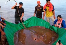 Raya de 4 metros de largo es capturada por pescadores en Camboya