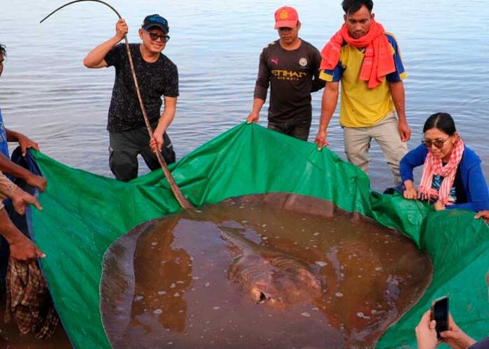 _1 Raya de 4 metros de largo es capturada por pescadores en Camboya