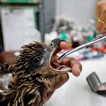India: Comienzan a caer aves del cielo por fuertes olas de calor India: Comienzan a caer aves del cielo por fuertes olas de calor