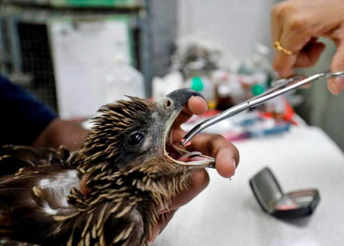 India: Comienzan a caer aves del cielo por fuertes olas de calor